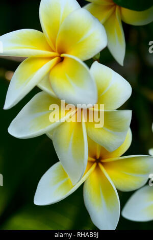 Un trio di fragranti fiori fioriscono su un Frangipani Tree Foto Stock