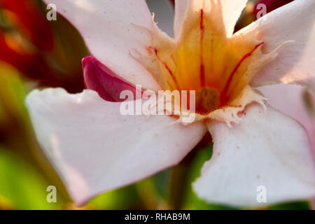 Ripresa macro di un oleandro blossom. Foto Stock