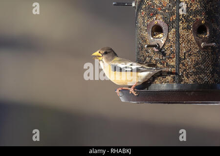 Sera grosbeak - femmina Foto Stock