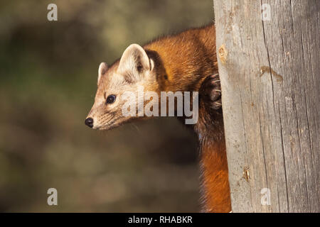 American Marten Foto Stock