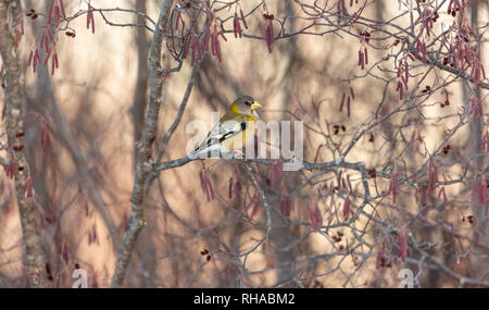 Sera grosbeak - femmina Foto Stock