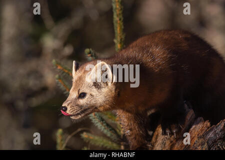 American Marten Foto Stock