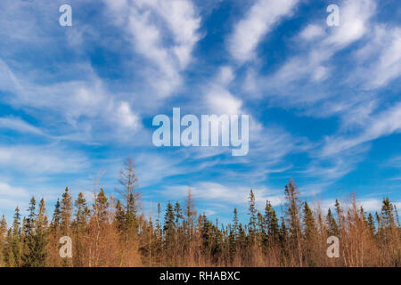 Sax-Zim Bog nel nord del Minnesota. Foto Stock