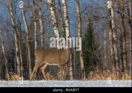 White-tailed doe permanente al della foresta in Wisconsin settentrionale. Foto Stock