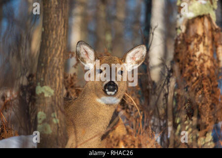 White-tailed doe bedded in Wisconsin settentrionale foresta. Foto Stock