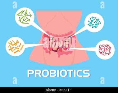 Corpo di donna con microrganismi probiotici di illustrazione vettoriale design Illustrazione Vettoriale