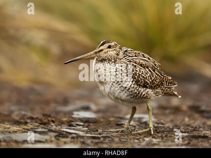 Close up di un sud americana snipe in zone umide Foto Stock