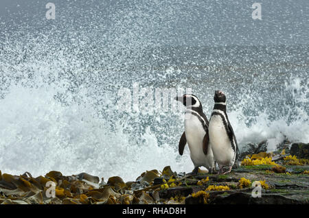 Due i pinguini di Magellano in piedi su una riva e guardare oceano tempestoso delle isole Falkland. Foto Stock