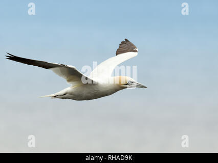 In prossimità di una regione del nord della gannett (Morus bassana) in volo contro sfondo blu in Noss, Shetland, Regno Unito. Foto Stock