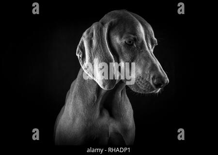 Cani Weimaraner ritratti Foto Stock