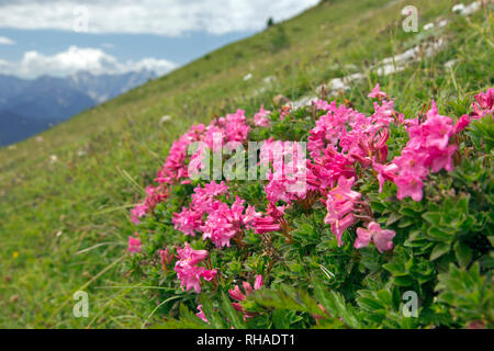 Snow-rose / ruggine-lasciava alpenrose (Rhododendron ferrugineum) in fiore, Parco Nazionale degli Hohe Tauern, Carinzia, Austria Foto Stock