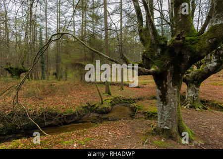 Otzarreta del bosco di faggio. Gorbea Parco Naturale. Spagna. Foto Stock