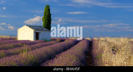 Tradizionale rurale casa di pietra con un cipresso mezzo in campi di lavanda vicino Valensole, Provenza, Francia Foto Stock