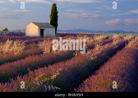 Tradizionale rurale casa di pietra con un cipresso mezzo in campi di lavanda vicino Valensole, Provenza, Francia Foto Stock
