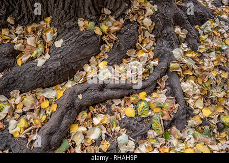 Belle le radici del grande albero coperto con caduto foglie di autunno in autunno nuvoloso giorno nel centro di Sofia, Bulgaria Foto Stock