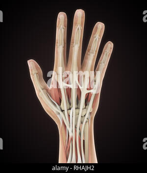 Mano umana anatomia illustrazione Foto Stock