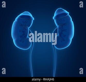 Reni umani anatomia Foto Stock