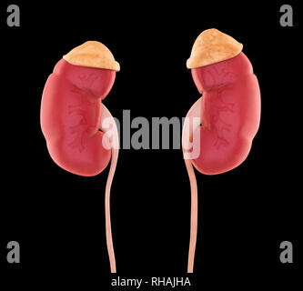 Reni umani anatomia Foto Stock