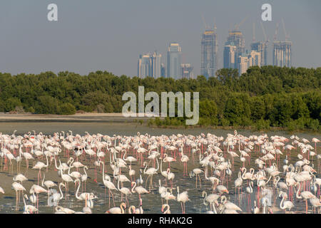 Ras Al Khor Creek di Dubai con skyline di un gregge di fenicotteri Foto Stock