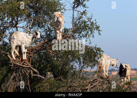 Tree Climbing capre su un albero di argan Foto Stock