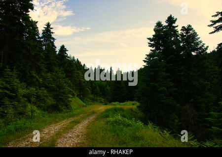 La strada forestale a Pertouli, Trikala, Tessaglia, Grecia Foto Stock