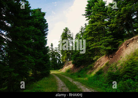 La strada forestale a Pertouli, Trikala, Tessaglia, Grecia Foto Stock