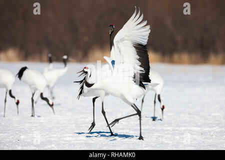 Rosso-incoronato (Grus japonensis o Manchurian) gru uccello danza sulla neve e volare in Kushiro, Isola Hokkaido, Giappone nella stagione invernale Foto Stock