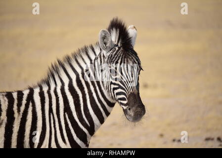 Ritratto di Burchell's Zebra puledro in Etosha National Park. Foto Stock