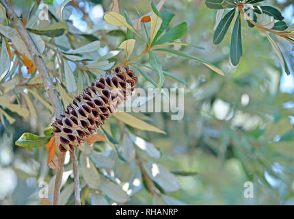 Nativi Australiani costa sementi Banskia pod, Banksia integrifolia, famiglia Proteaceae, Wollongong, NSW, Australia. Foglie verde scuro al di sopra e al di sotto del bianco Foto Stock