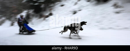 Internazionale di corsa di cani da slitta a Todtmoos village, Waldshut, Baden-Wuerttemberg, Germania, Europa, 26th-27th Gennaio 2019 Foto Stock