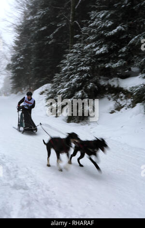 Internazionale di corsa di cani da slitta a Todtmoos village, Waldshut, Baden-Wuerttemberg, Germania, Europa, 26th-27th Gennaio 2019 Foto Stock