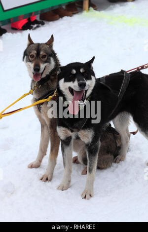 Internazionale di corsa di cani da slitta a Todtmoos village, Waldshut, Baden-Wuerttemberg, Germania, Europa, 26th-27th Gennaio 2019 Foto Stock