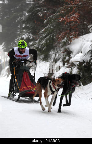 Internazionale di corsa di cani da slitta a Todtmoos village, Waldshut, Baden-Wuerttemberg, Germania, Europa, 26th-27th Gennaio 2019 Foto Stock