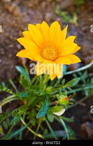 Fiore Gazania, African margherite, Asteraceae,daisy composito come le teste dei fiori in brillanti tonalità di giallo e arancione, Daisy fiore di famiglia Foto Stock