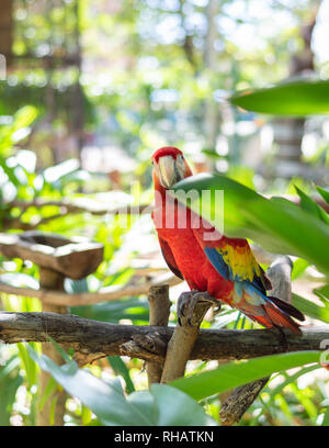 Scarlet Macaw rendendo fissando, Yucatan, Messico Foto Stock