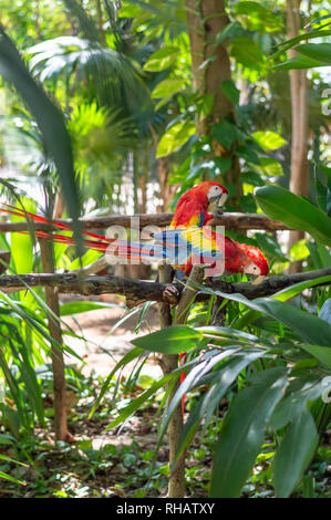 Coppia di scarlet macaws su un ramo, Yucatan, Messico Foto Stock