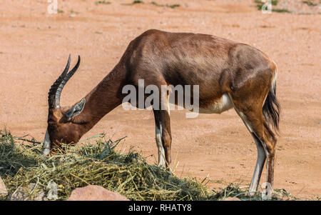 Damaliscus lunatus (famiglia: Bovidi). Nome comune: Comune tsessebe o sassaby. Foto Stock