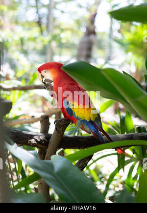 Vista laterale di un scarlet macaw seduto su un ramo, mangiare. Yucatan, Messico. Foto Stock