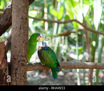 Bianco pionus tappato parrot e Amazon parrot giovane, Yucatan, Messico Foto Stock