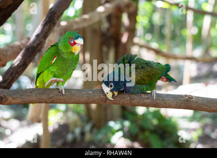 Bianco pionus tappato parrot e Amazon parrot giovane, Yucatan, Messico Foto Stock