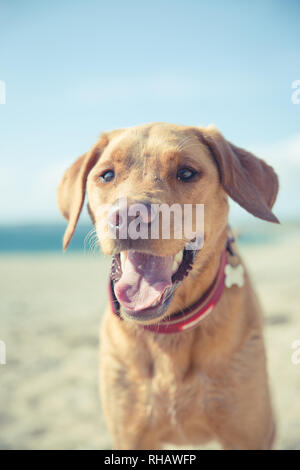 Un close up ritratto di un grande e simpatico Labrador retriever cane con la sua linguetta sporgente mentre ansimando in clima caldo sulle vacanze estive Foto Stock