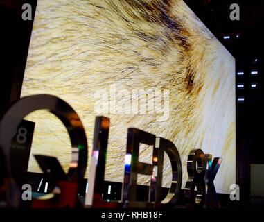 Close up di lupo visualizzati sul Samsung QLED 8K TV (TV) in presentano stand al CES, la più grande del mondo consumer electronic show di Las Vegas, NV, STATI UNITI D'AMERICA Foto Stock