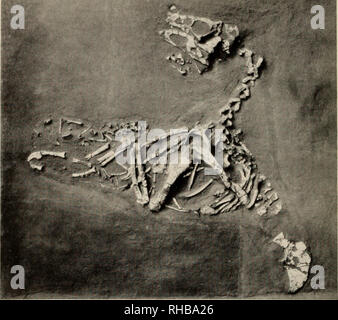 . Il libro di dinosauri : la sentenza di rettili e i loro parenti. I dinosauri; rettili fossili. osso un esempio tipico delle parti che di solito si trovano fossilizzati: porzioni dello scheletro di un dinosauro di piccole dimensioni dalla Mongolia A.M.N.H. fotografie uno dei rarissimi fossili: un dino- saur uovo oltre 60 milioni di anni rispetto a un uovo di gallina (sinistra) e un alligatore uovo (a destra). Si prega di notare che queste immagini vengono estratte dalla pagina sottoposta a scansione di immagini che possono essere state migliorate digitalmente per la leggibilità - Colorazione e aspetto di queste illustrazioni potrebbero non perfettamente assomigliano al lavoro originale. Colbert, Ed. Foto Stock