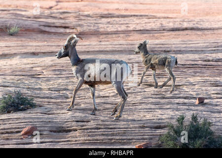Big Horn pecore, madre e del polpaccio, Parco Nazionale di Zion Foto Stock