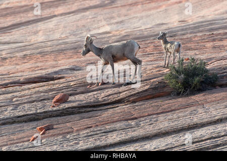 Big Horn pecore, madre e del polpaccio, Parco Nazionale di Zion Foto Stock