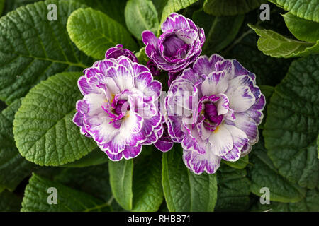 Primo piano immagine di Primula Belarina - vivace fioritura Lilac a gennaio, Regno Unito Foto Stock