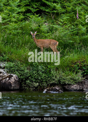 Capriolo sul fiume Dee // © Amy Muir Foto Stock