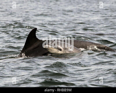 Delfini tursiopi selvatici // © Amy Muir Foto Stock