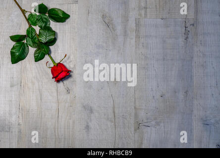 Una rosa rossa per Valantine's Day. Rose giacente su di un terzo su un grigio Sfondo di legno. Zona pianeggiante con un sacco di copyspace. Foto Stock