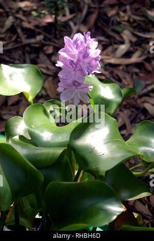 Eichhornia crassipes, comunemente noto come giacinto di acqua, è una pianta acquatica. Foto Stock